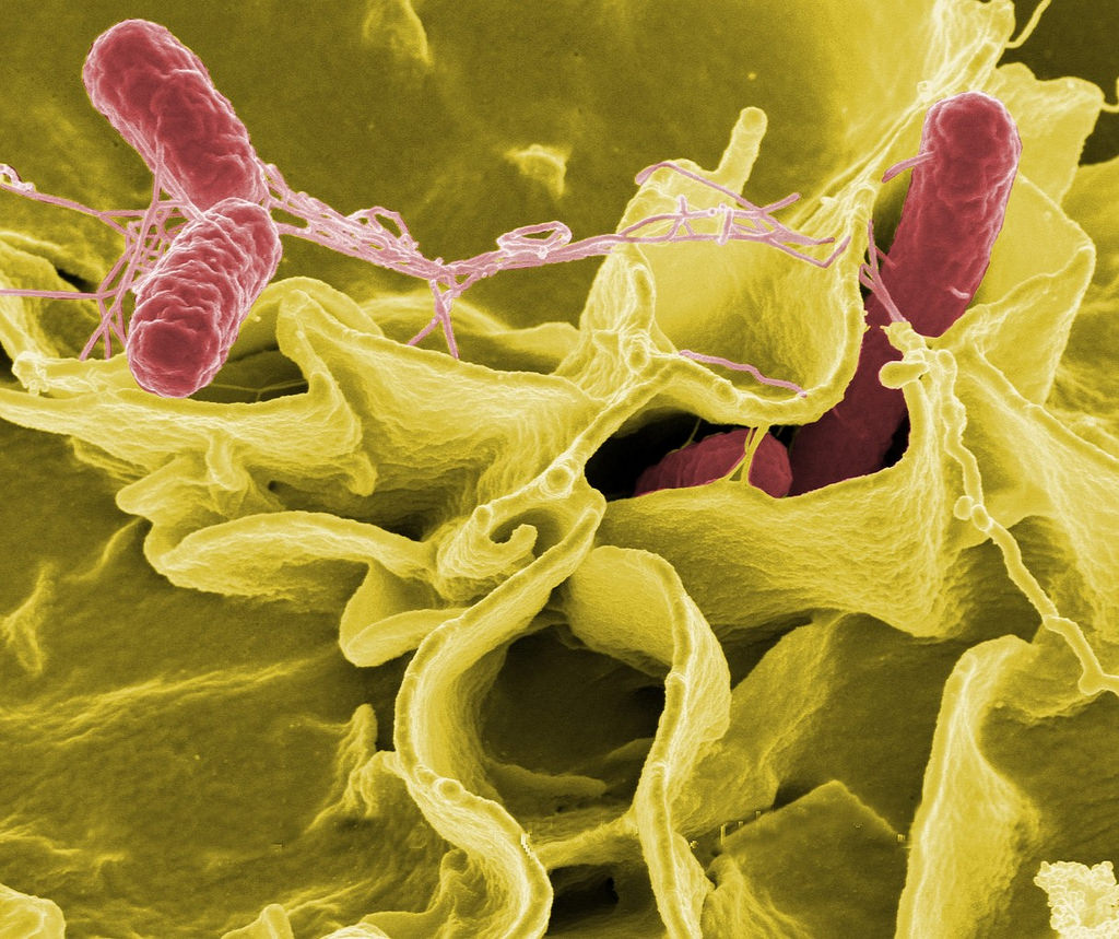 Hundreds Made Sick Due To Recent Outbreaks of Salmonella - Here’s What You Should Know