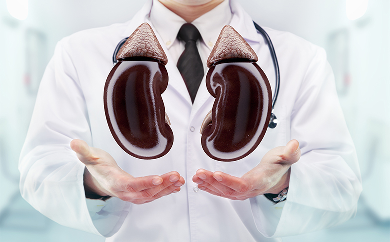 Top 10 Facts To Know About Kidneys