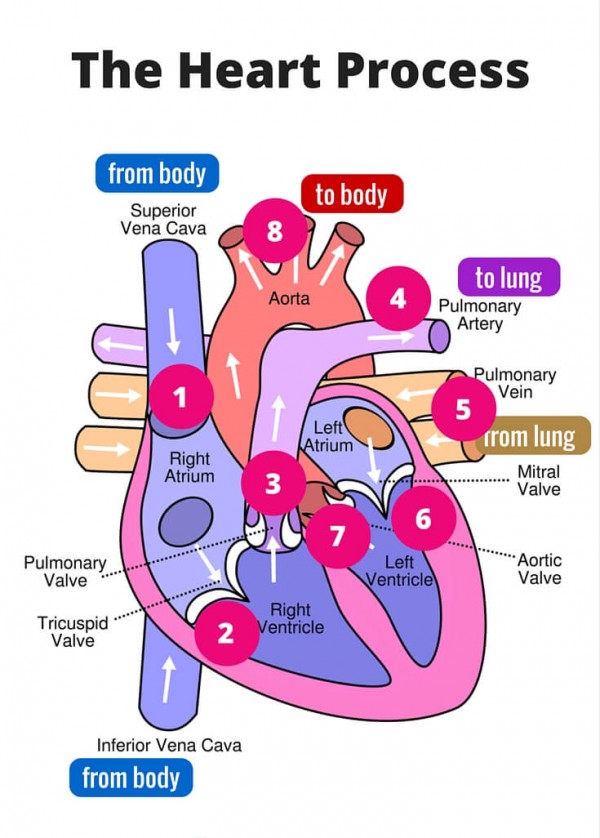 cropped_Heart-Process