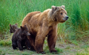 grizzly-and-cub